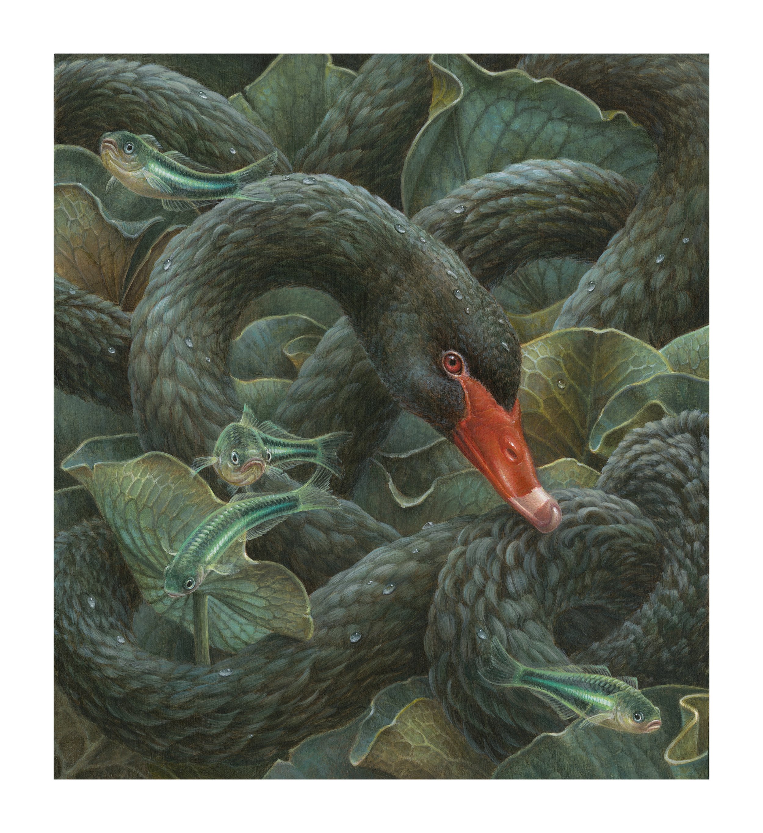Scylla web 03b.jpg