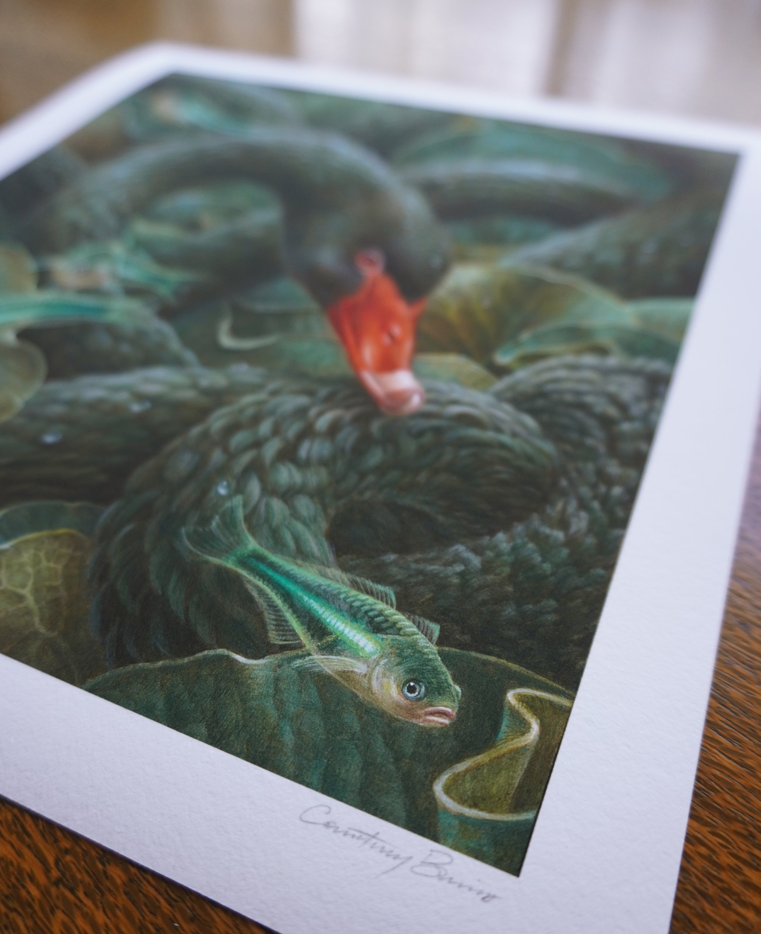 Scylla web 04.jpg