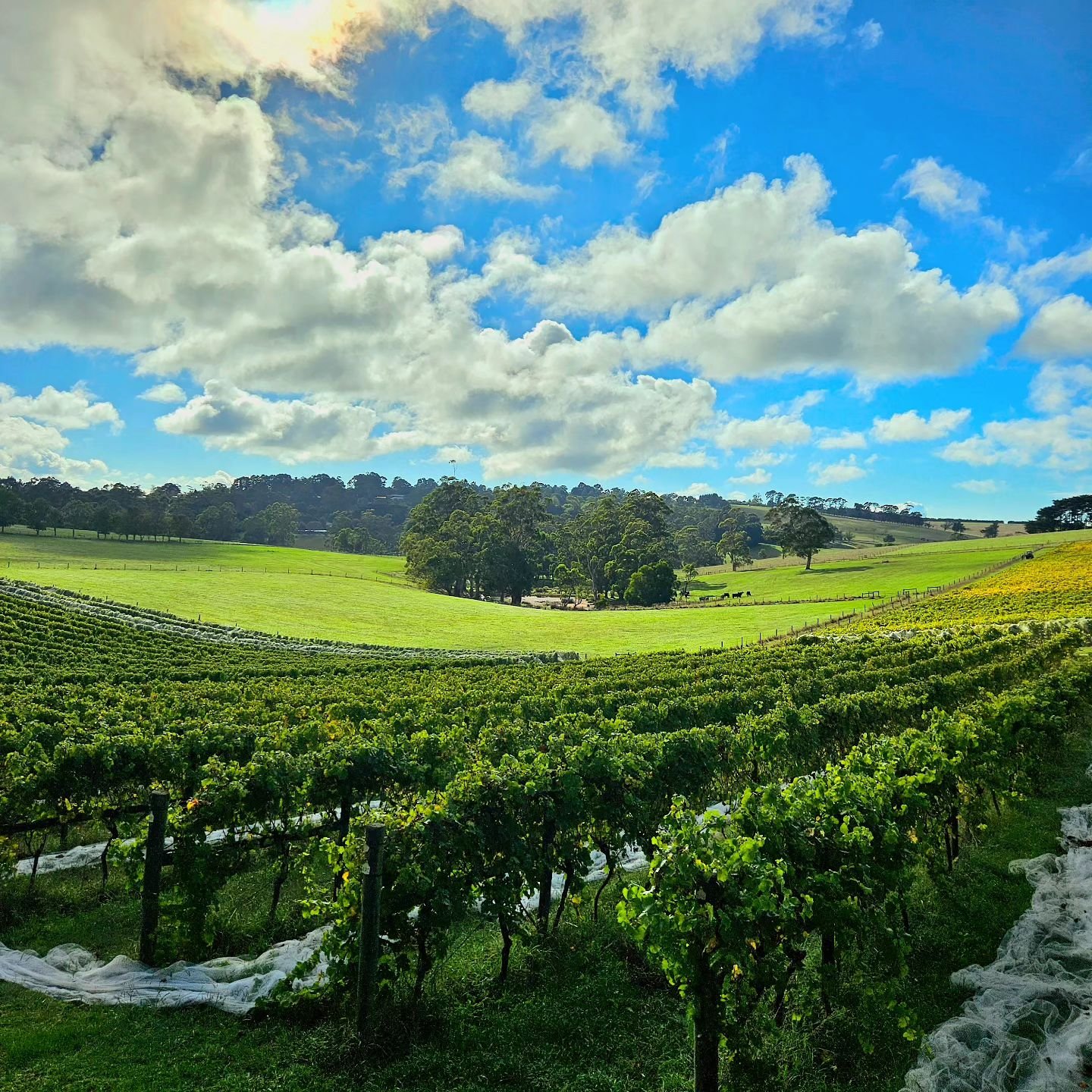 Welcome to the weekend, Gippsland 🙌

Tables available all weekend - come out and join us for a truely unique dining experience - Autumn in Gippsland on a plate ❤️🍂

#seasonal #local #paddocktoplate #farmtotable #gippsland #Autumn #wineryrestaurant 