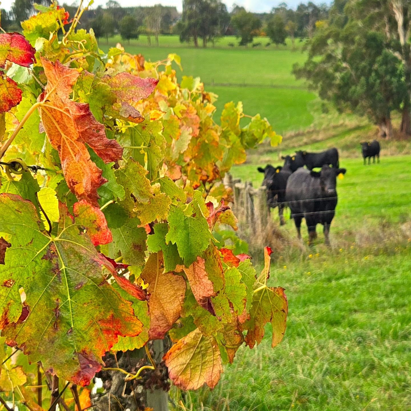 Back tomorrow from 12pm! Come and experience Autumn in the vineyard 🍂

www.hogget.com.au | 5623 2211

#autumn #dine #dining #vineyard #wineryrestaurant #gippsland #farmtotable #paddocktoplate #local #seasonal