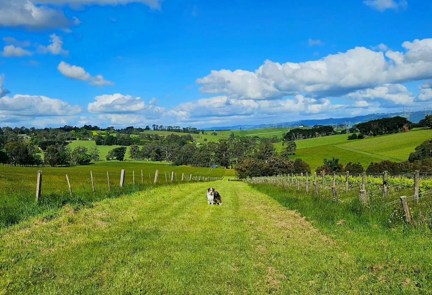 Hello, long weekend 🙌 The fog has lifted, we have blue skies and they'll be hanging around for a perfect spring weekend! Take the opportunity for a stroll around the vineyard on one of our wetland or lookout trails, and enjoy a long, casual meal wit