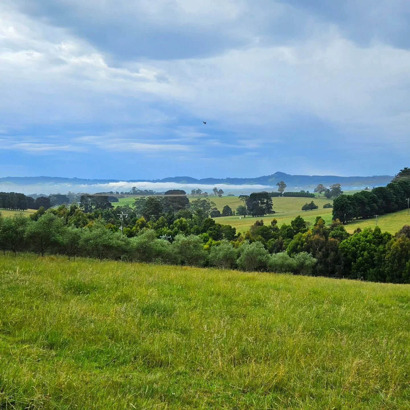 We are so fortunate to have this stunning view of the Strzelecki Ranges welcome us down our drive each morning. We can't wait to share the beauty of West Gippsland with you 🫶

We'll be back for lunch from 12pm today - Tables available all weekend. 
