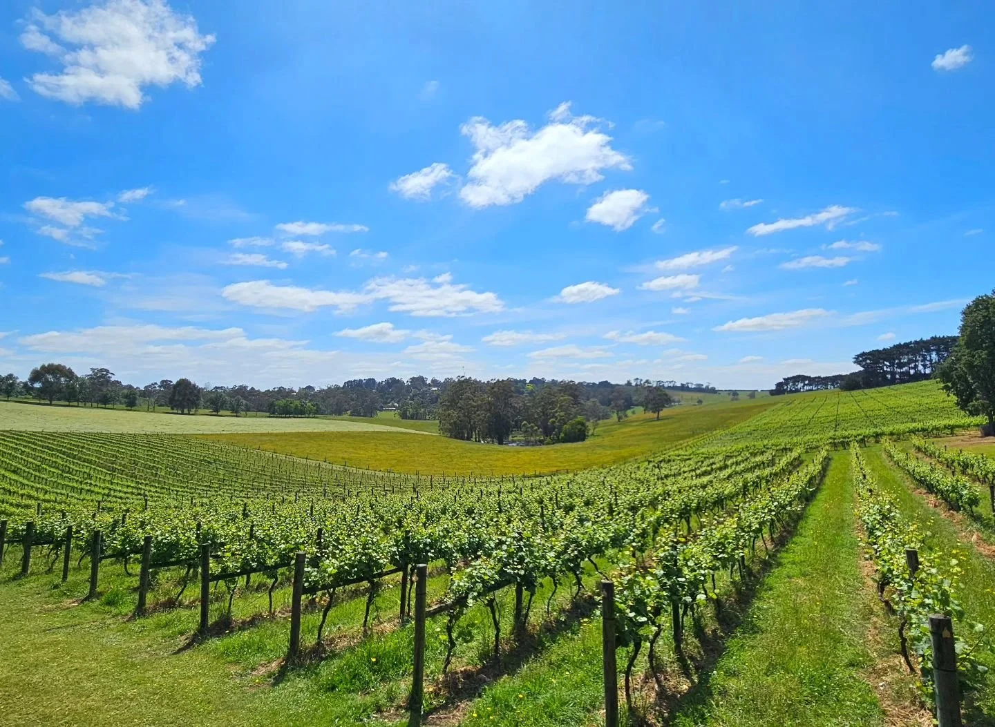 S P R I N G 🌱  Our dining room currently frames 100 shades of patchwork green, overlooking the rolling farmland of West Gippsland. It's the perfect time to come out, enjoy the sunshine and warming days of late spring, and&nbsp;dine from one of&nbsp;