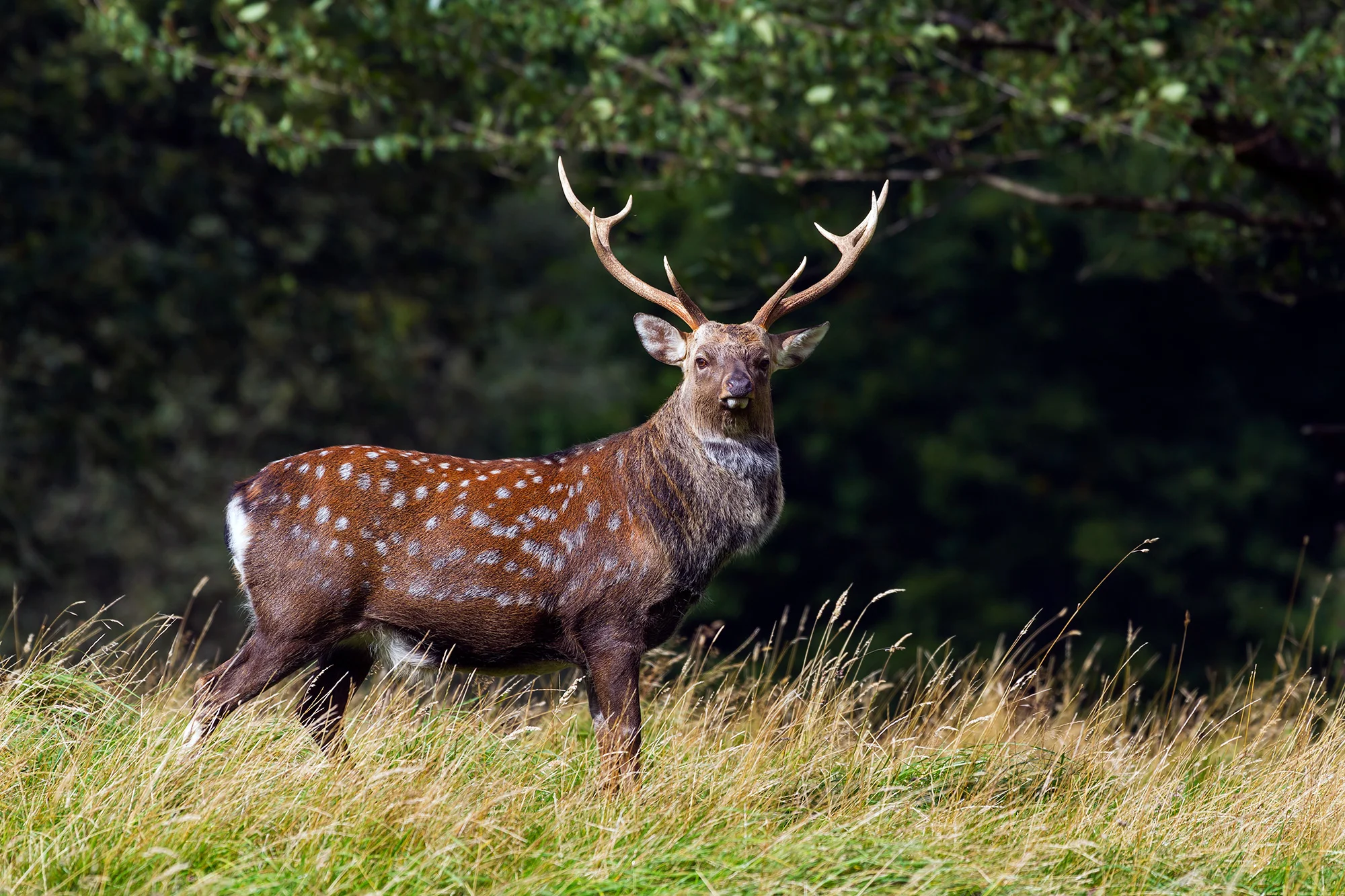 Sika-Deer--(Cervus-nippon)-178466474_5184x3456.jpg