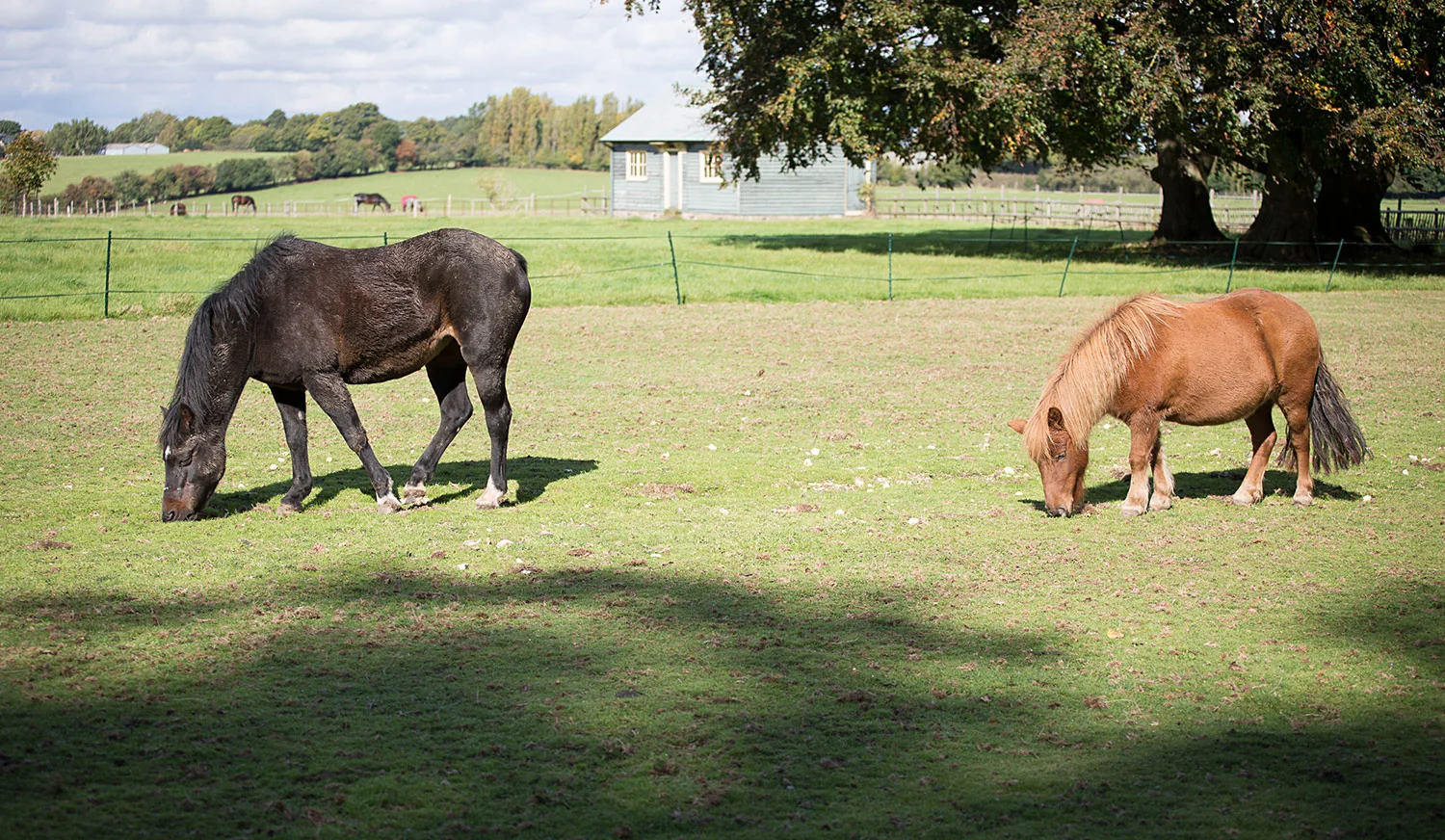 Holywell_Park_Nursing_Home_Sevenoaks_Horses_003_0508.jpg