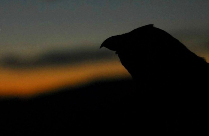 Foto: Torgeir Lande