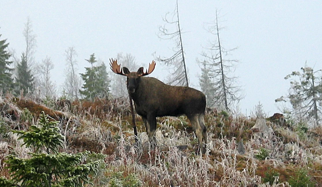 Foto: Fjellstyrene i Lierne