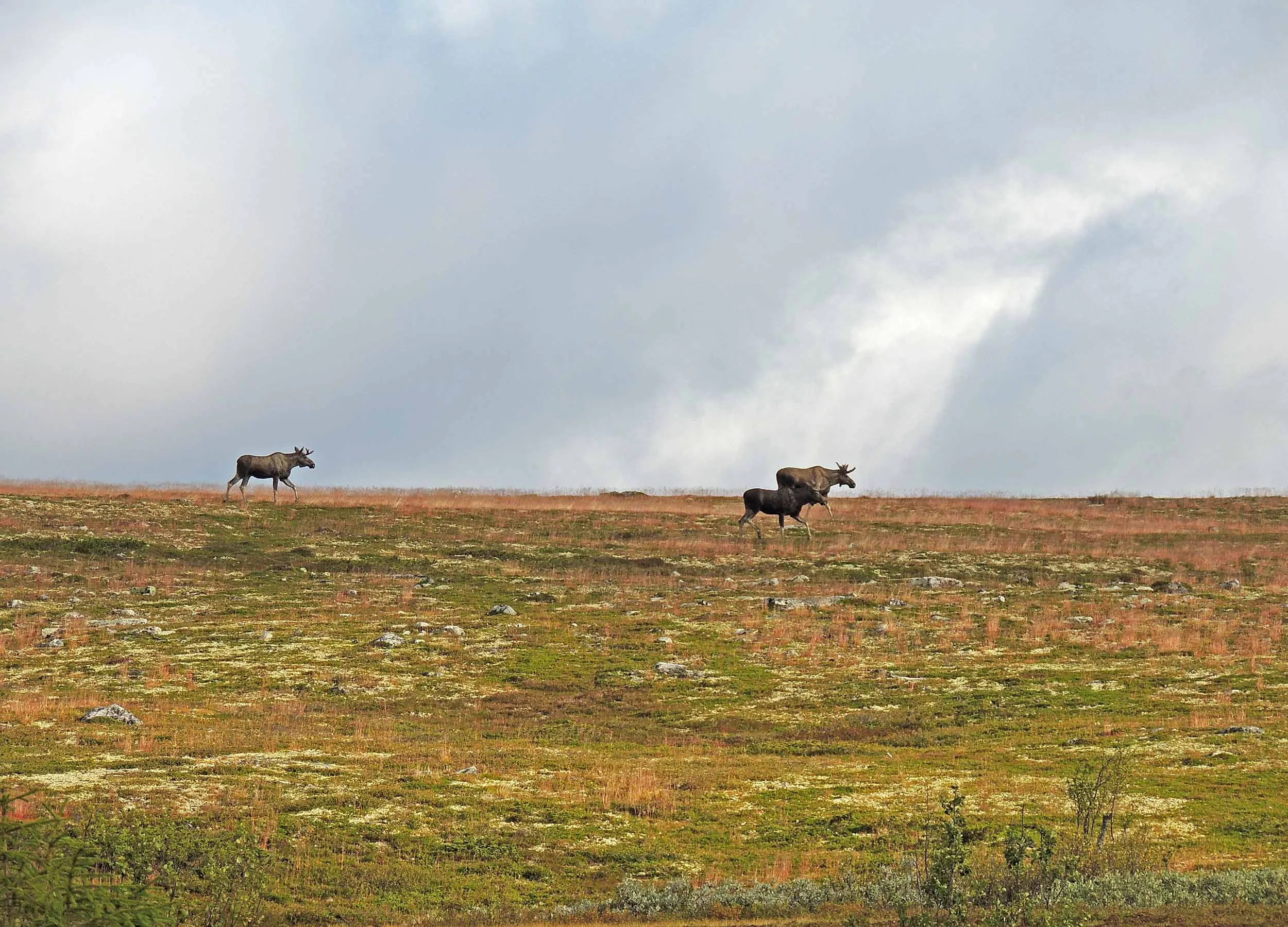 Foto:Ringebu fjellstyre, Bjørn Moastuen