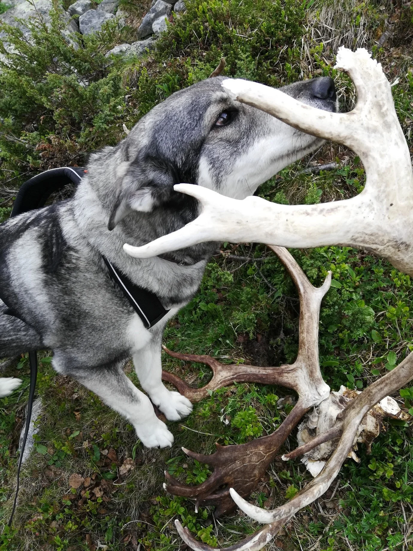 Å finne kadaver er en utfordrende jobb, og det er flere ganger man finner kadaverrester som i dette tilfellet. Her har kadaverhunden Varda funnet et hode av en villreinbukk, å hvite hva dødsårsaken er her er nesten umulig, men det kan ha vært naturlig avgang.