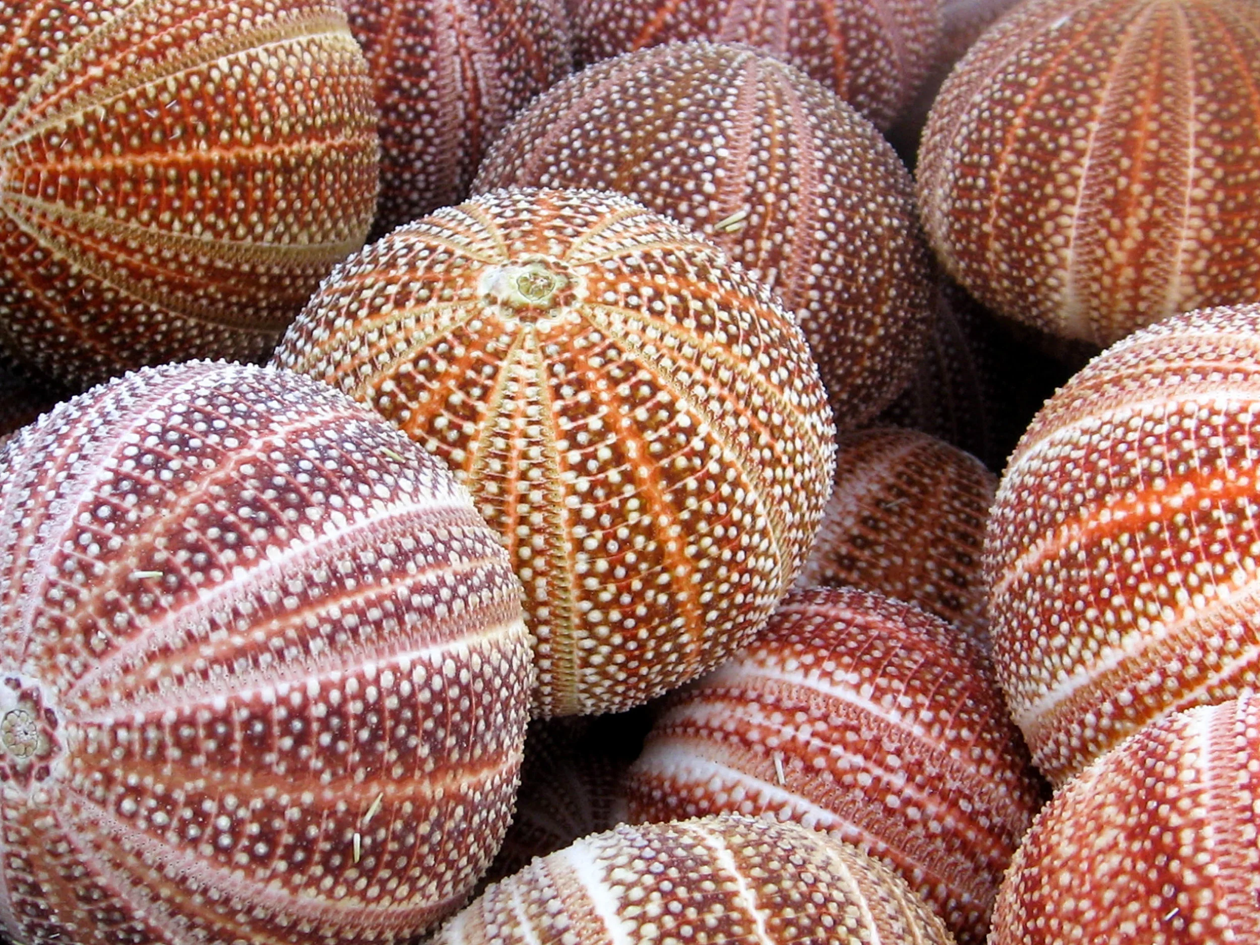 Sea urchins.jpg