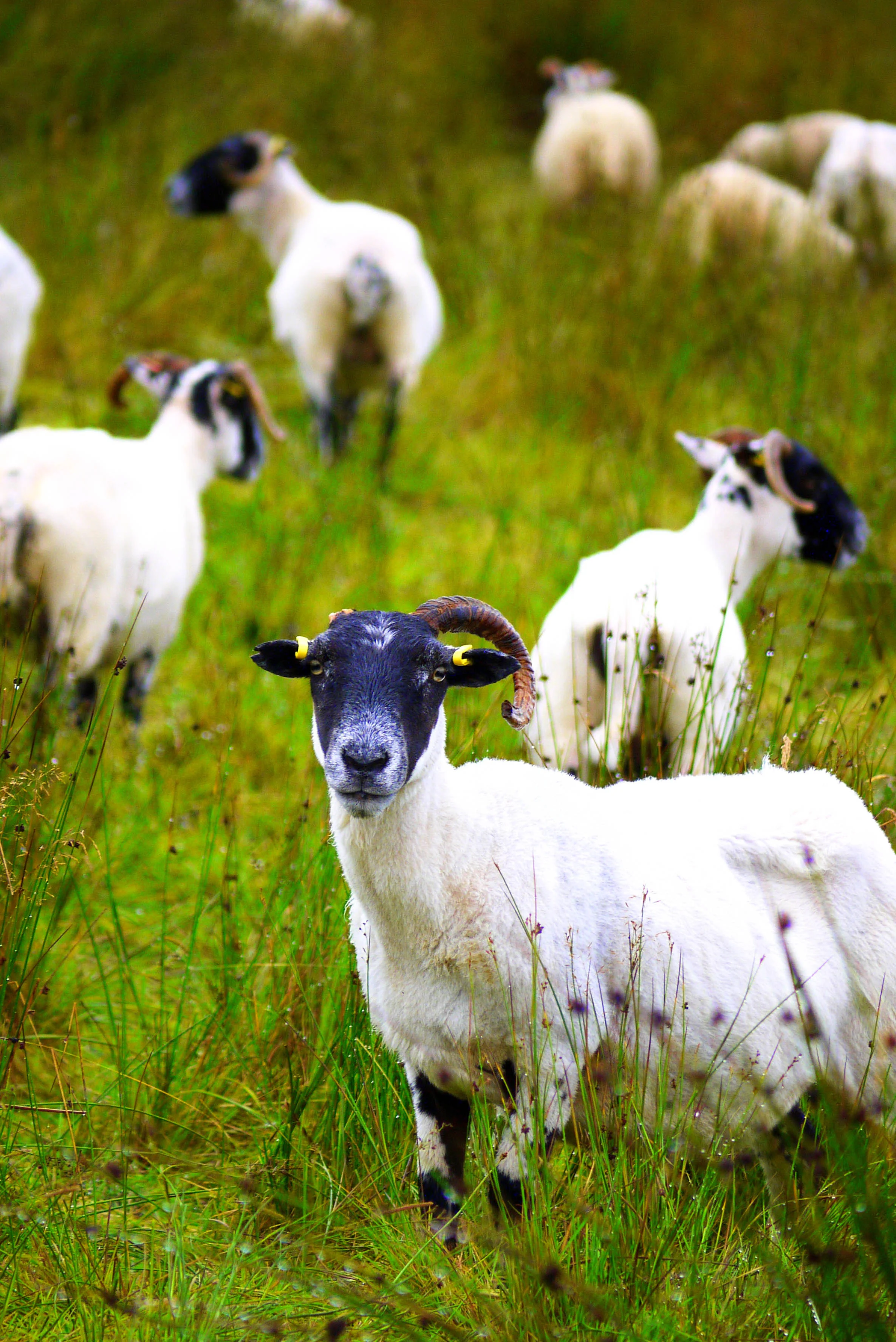 Ewe looking at me.jpg