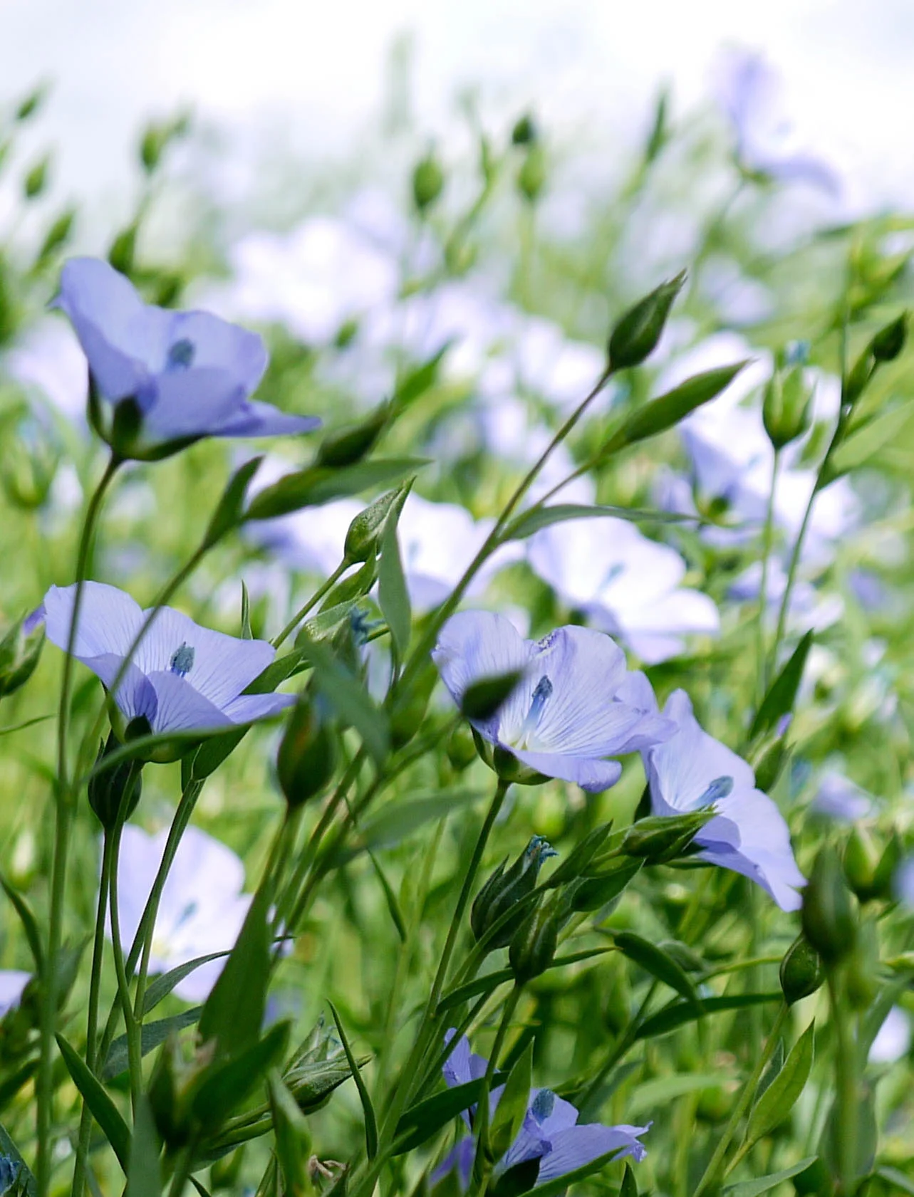 Flax.jpg