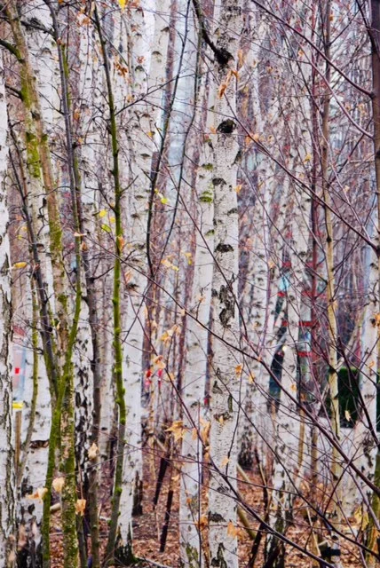 Silver birch.jpg