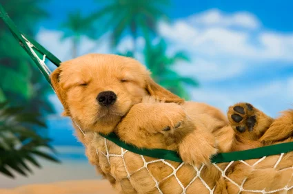 Your guide to anti-productivity: Why you need to do less not more