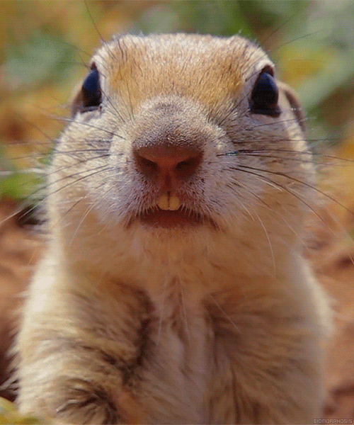 giphy (1).gif