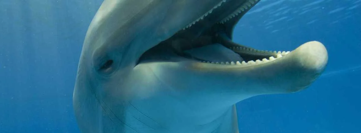DOLPHINS.jpg
