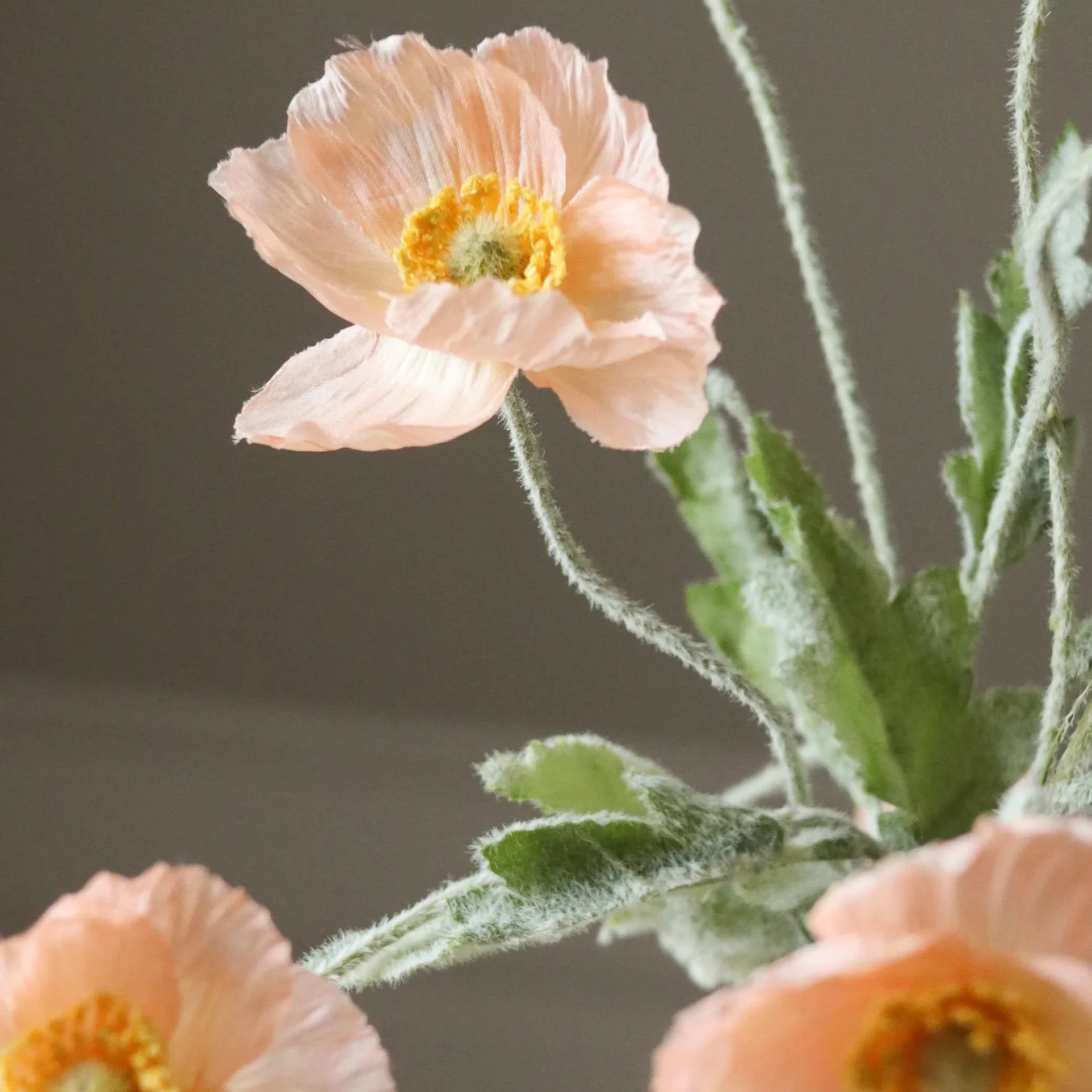 BOTANÉ Coral Poppy Flower_3.jpg