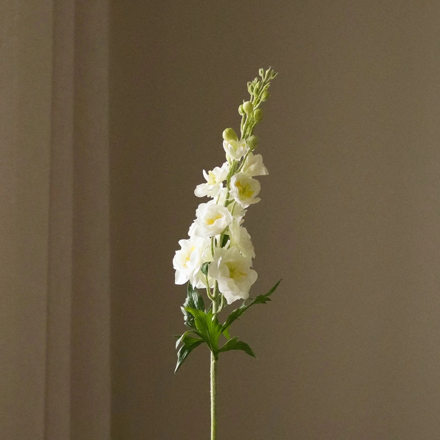 BOTANÉ White Delphinium Flower_3.jpg