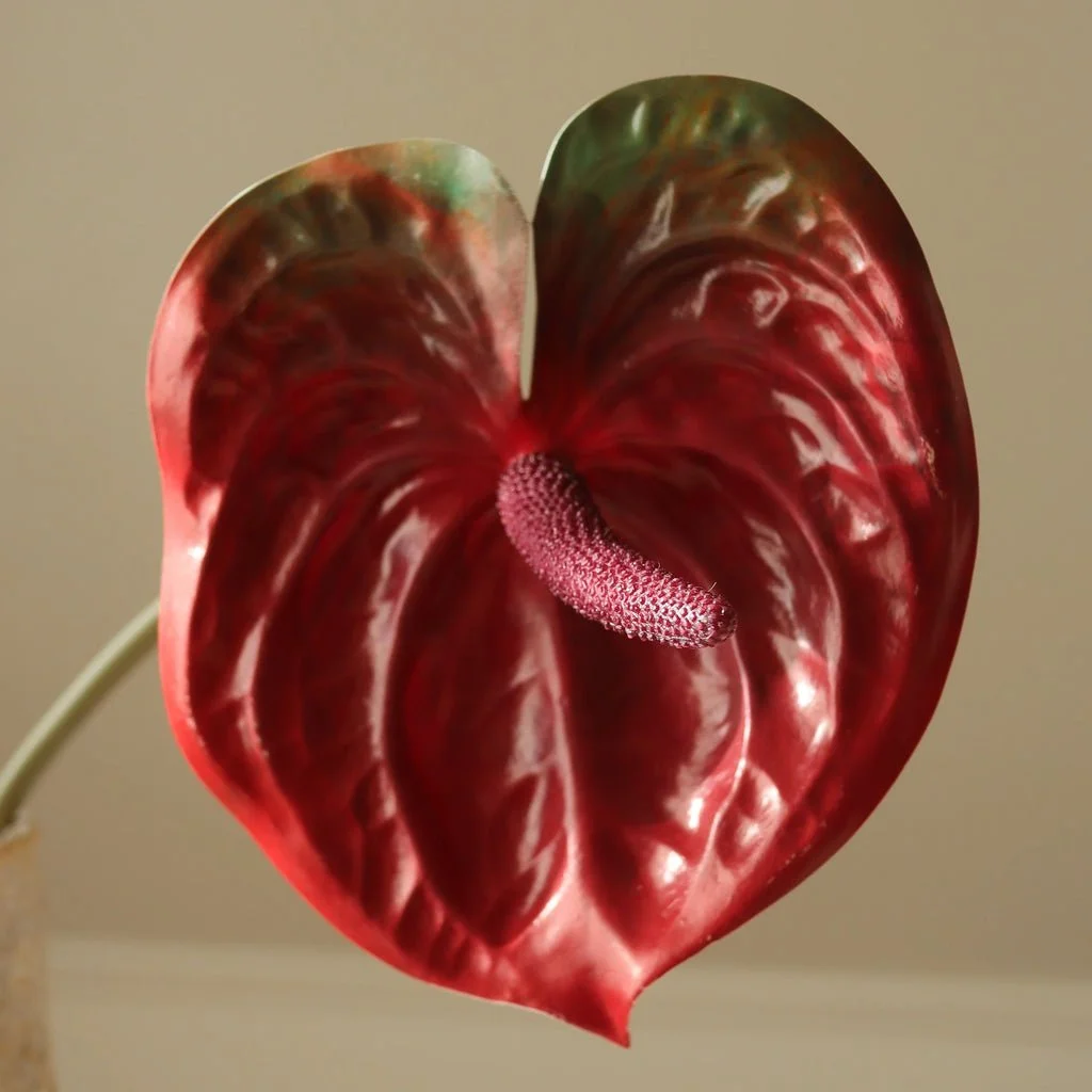 2_Dark Red Anthurium Flower.jpg