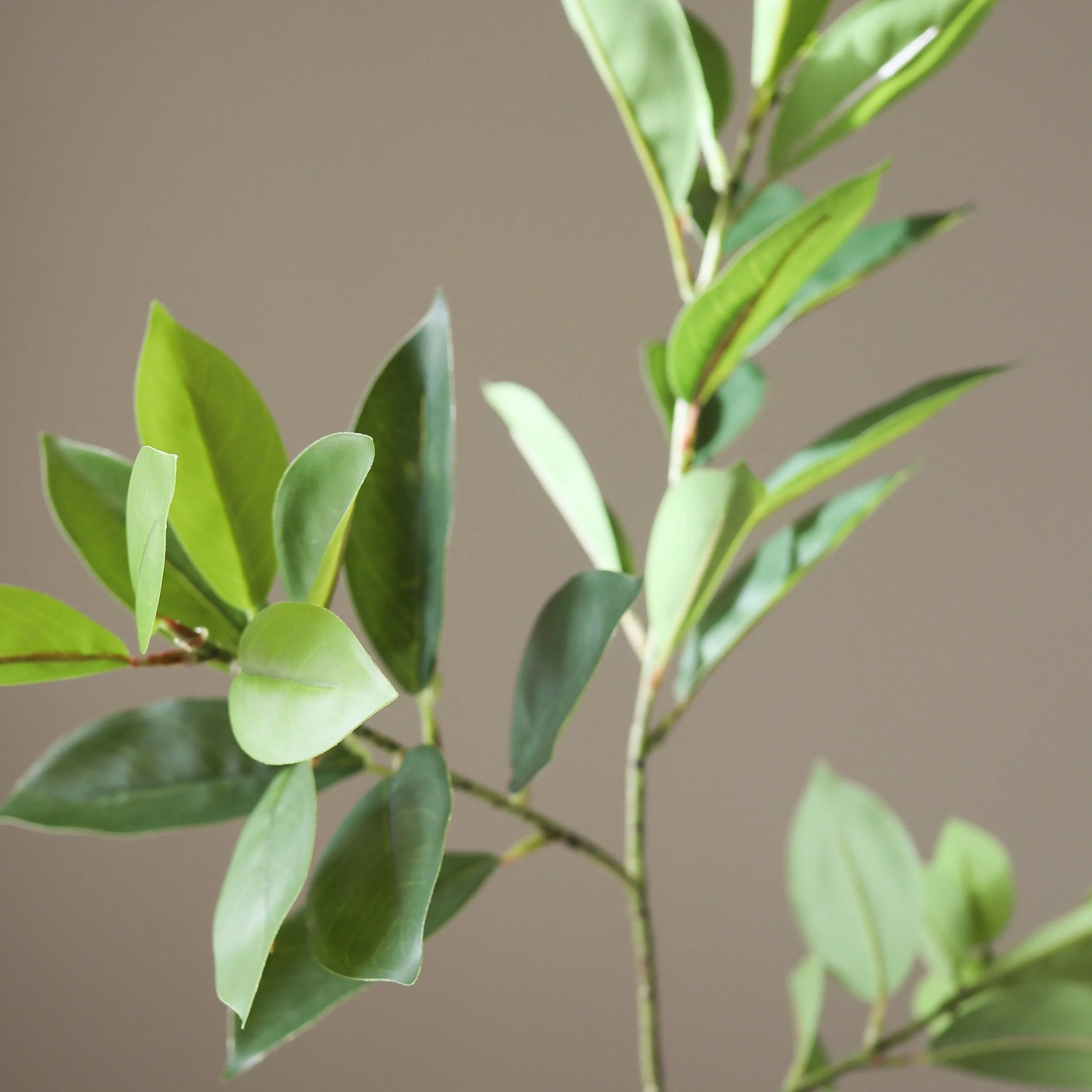BOTANÉ Green Ruscus Leaves_3.jpg