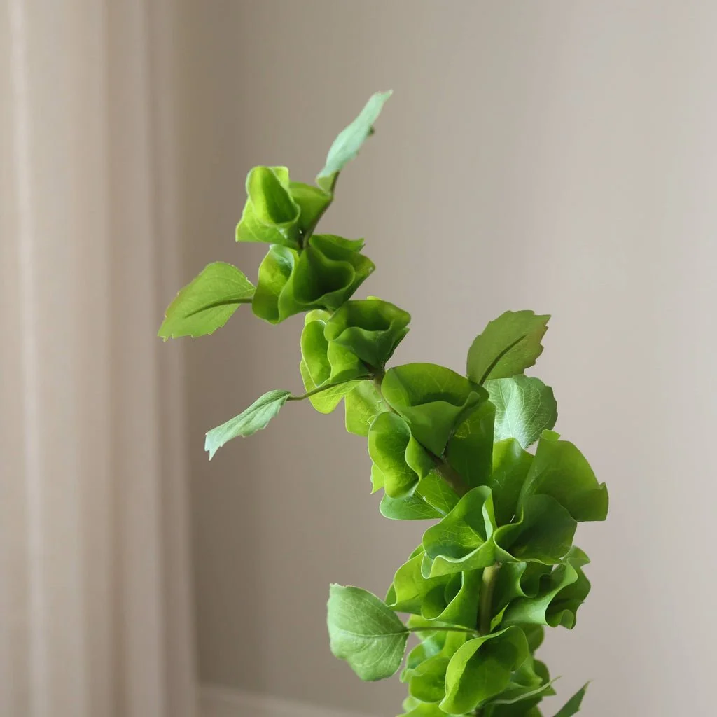 2_Green Bells of Ireland Flower.jpg