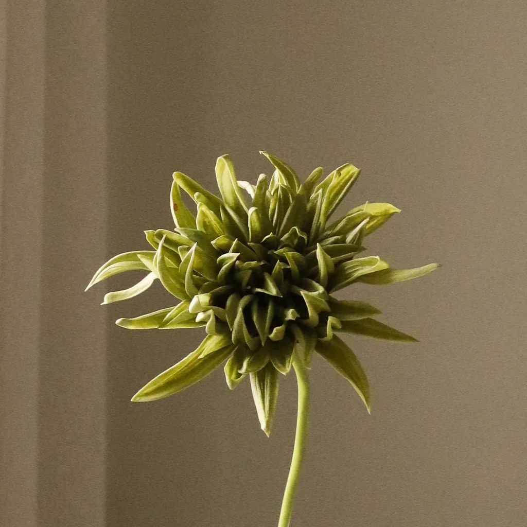 2_Green Cactus Dahlia Flower.jpg