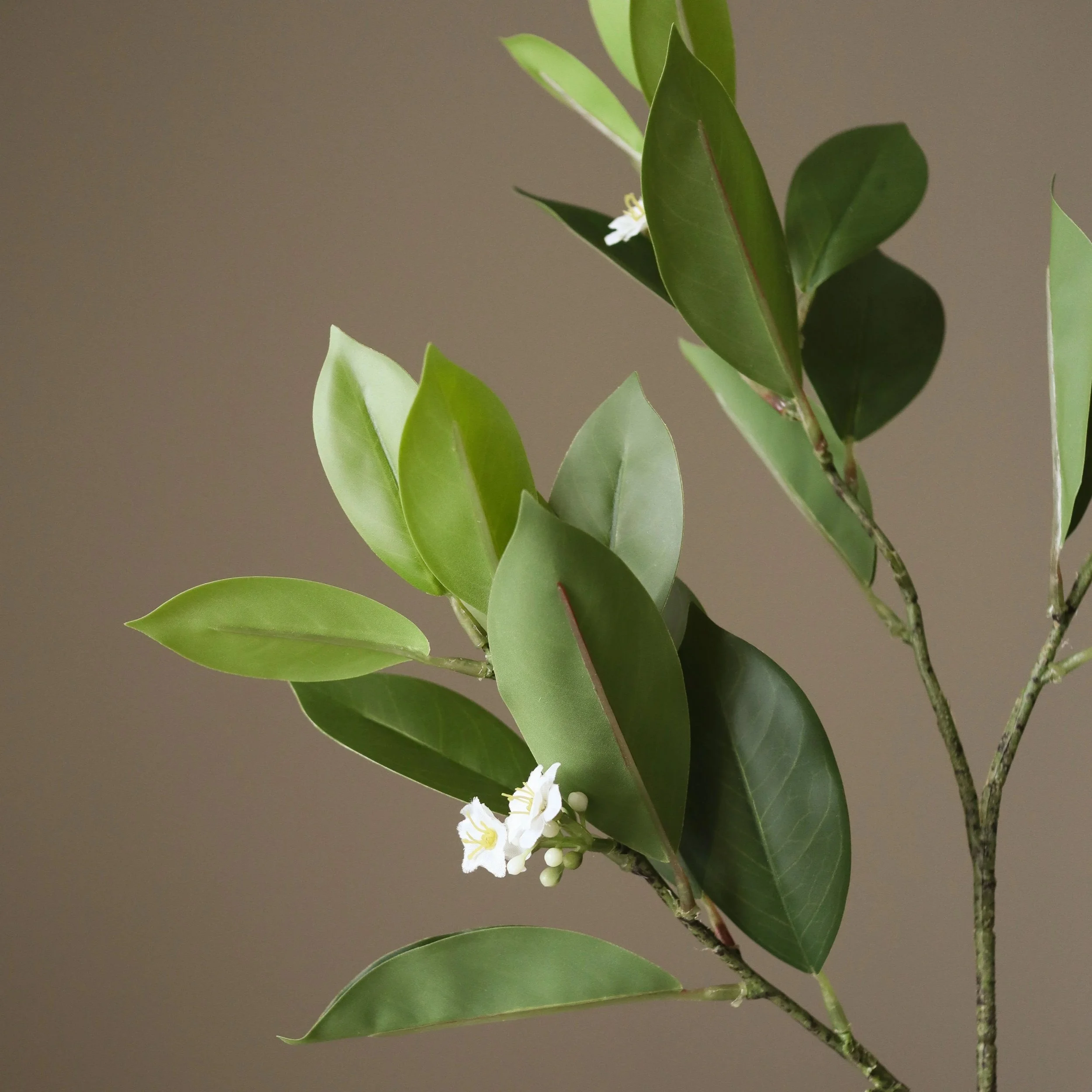 BOTANÉ Green Jasmine Leaves_2.jpg