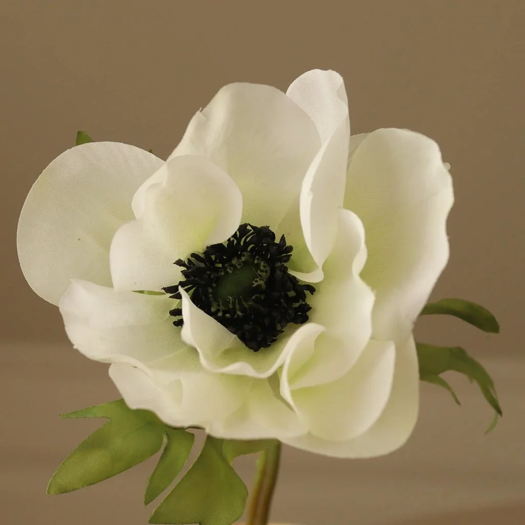 2_White Anemone Flower.jpg