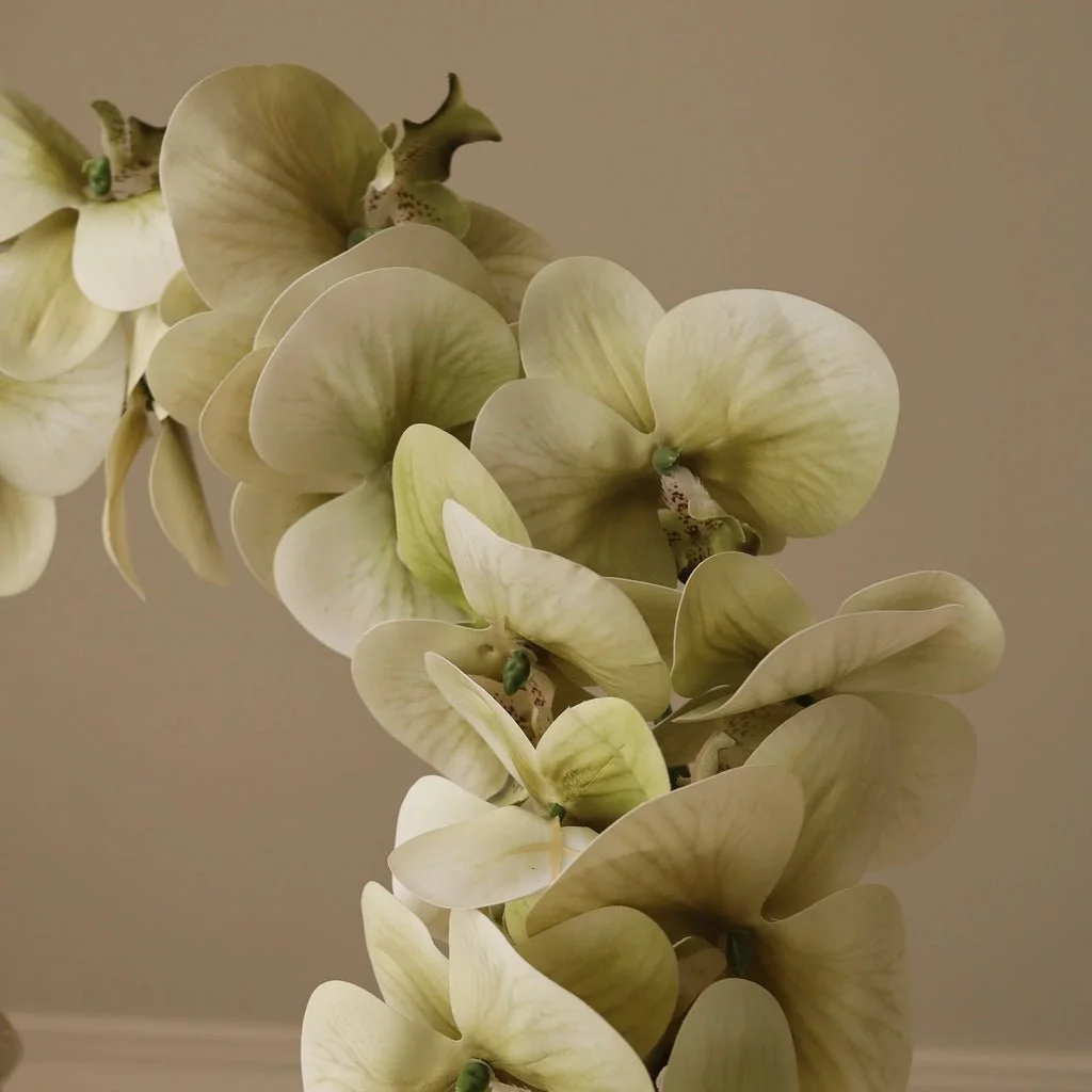 2_Green Majestic Orchid Flower.jpg