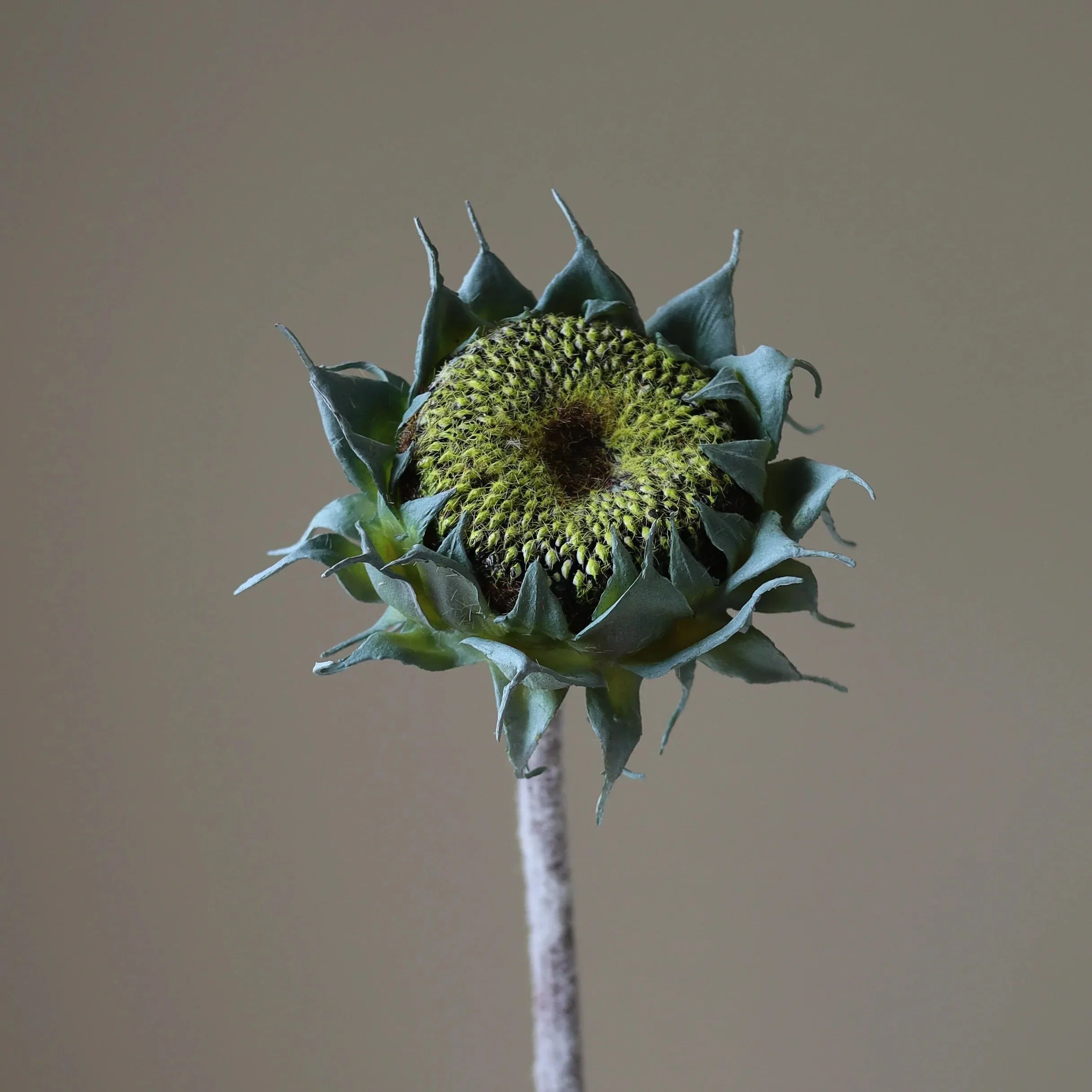 BOTANÉ Green Autumn Sunflower_3.jpg