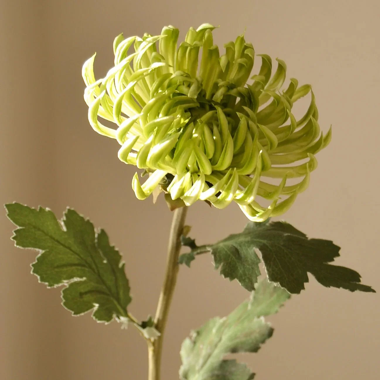 BOTANÉ Light Green Semi-Cactus Dahlia Flower_3.jpg