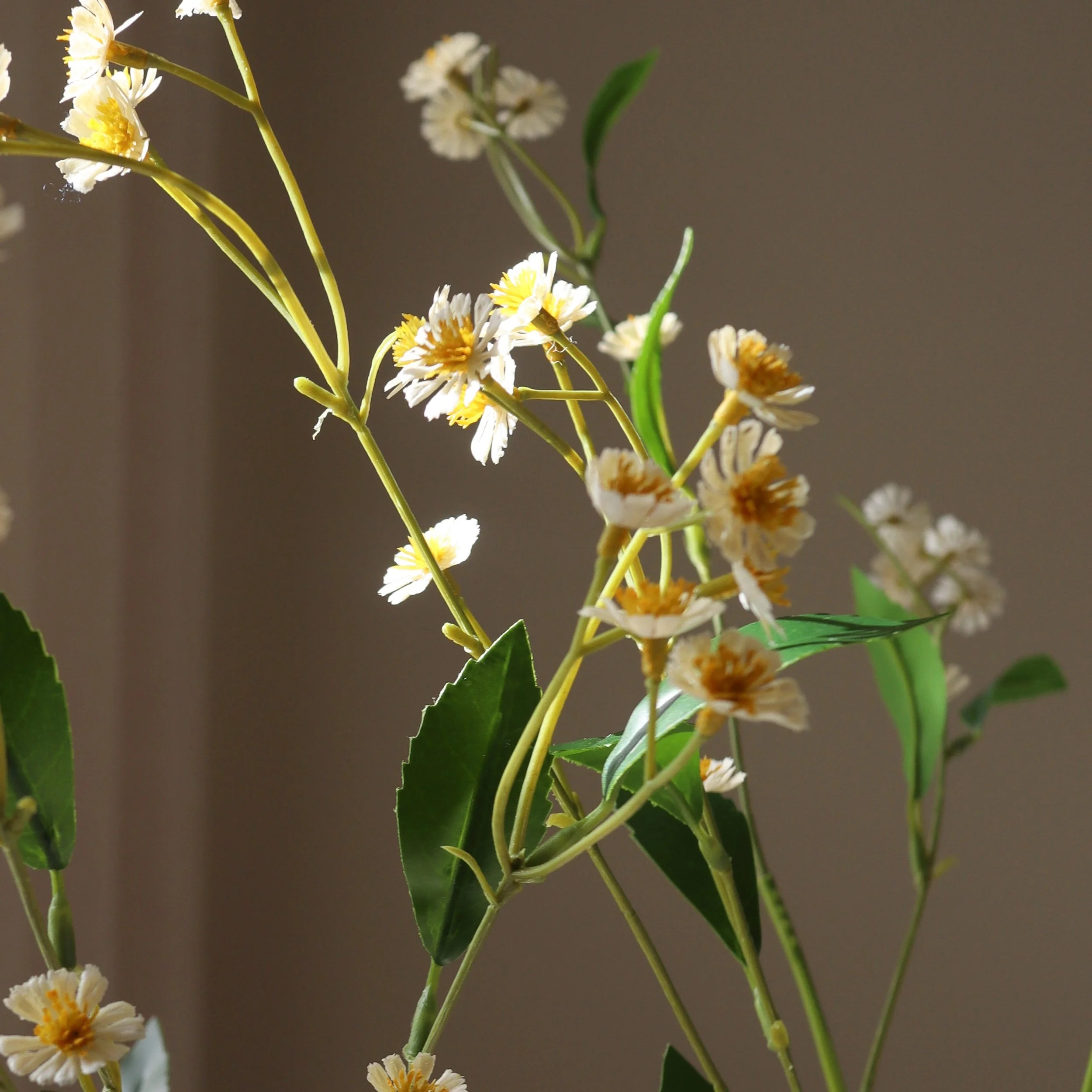 BOTANÉ White Chamomile Daisy Flower_3.jpg
