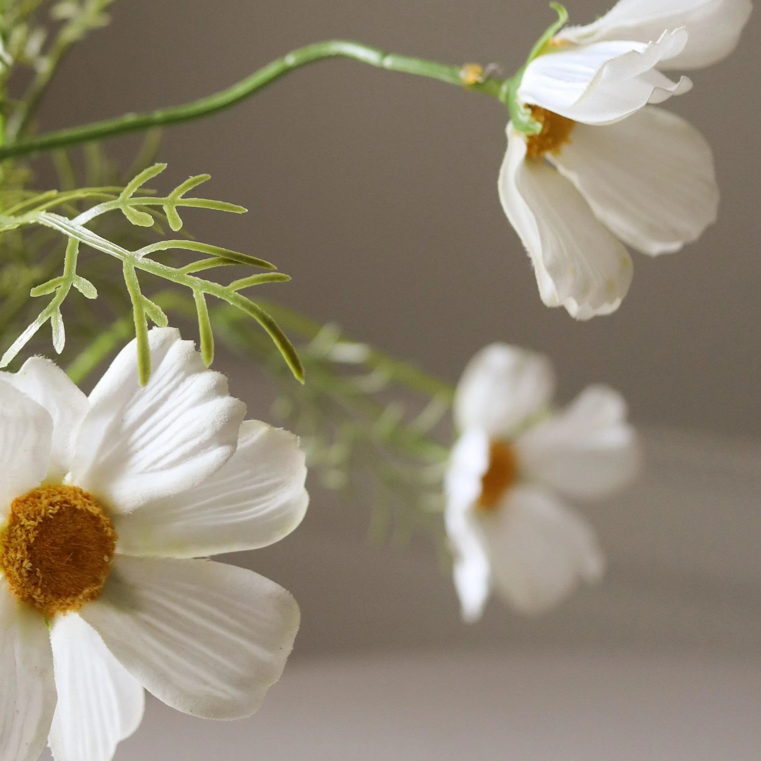 BOTANÉ White Cosmo Daisy Flower_2.jpg