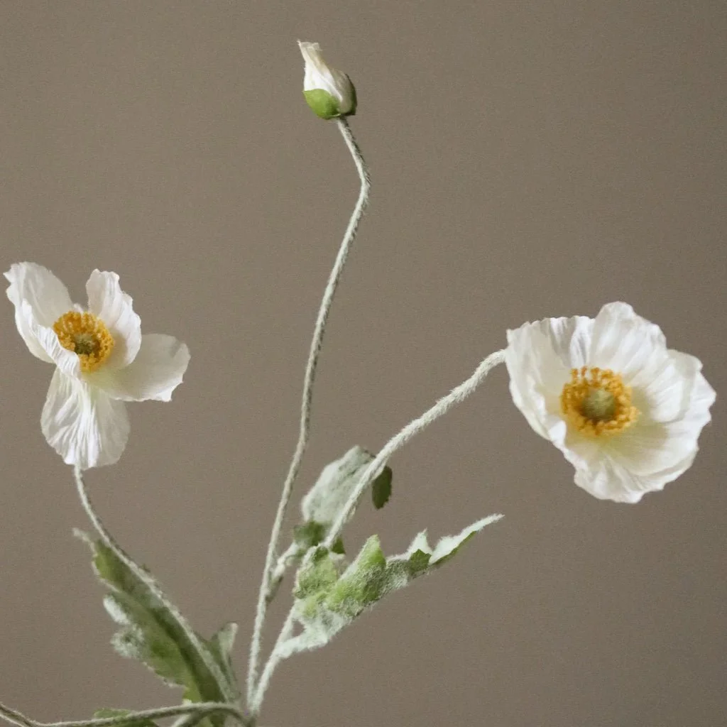 2_White Poppy Flower.jpg