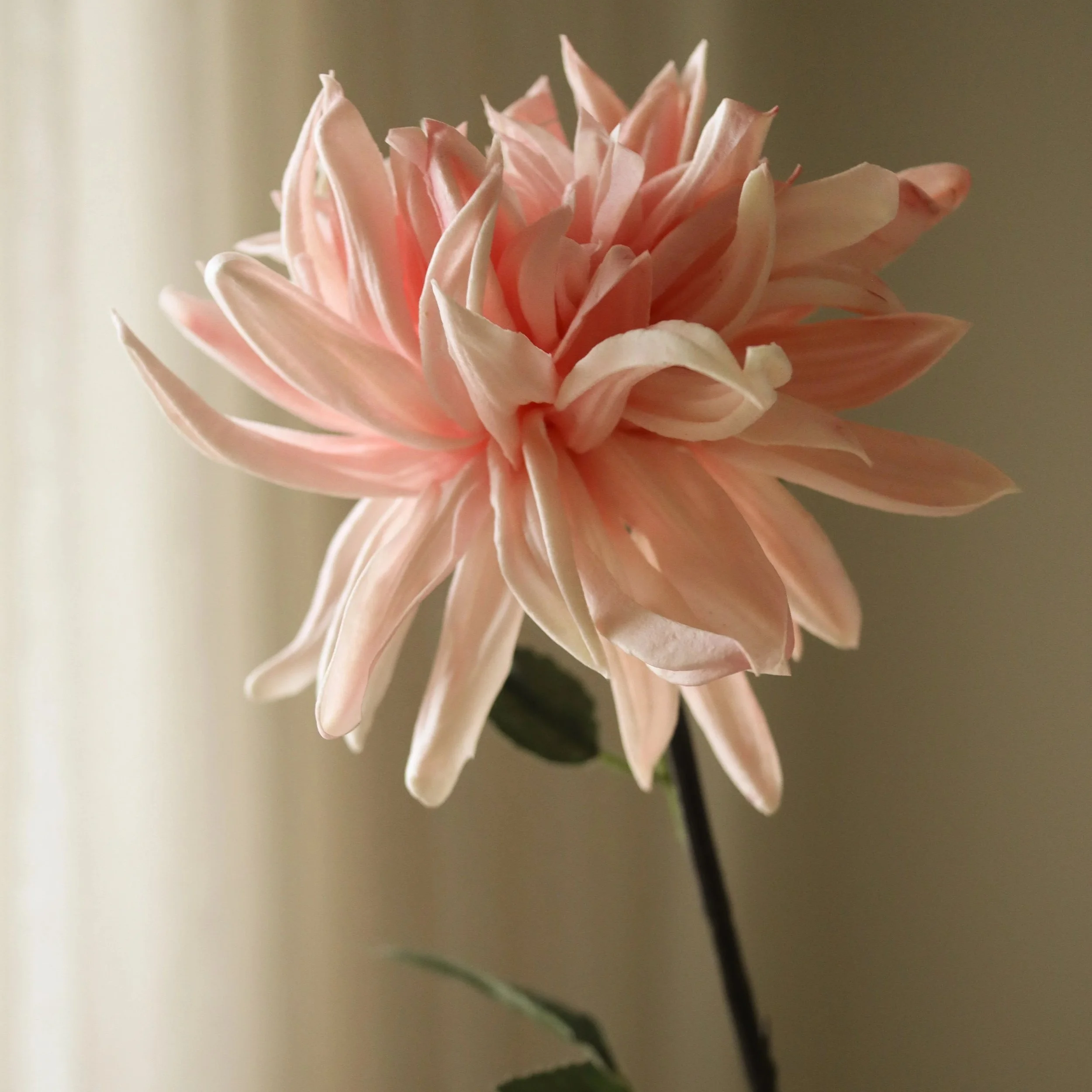 BOTANÉ Pink Cactus Dahlia Flower_3.jpg