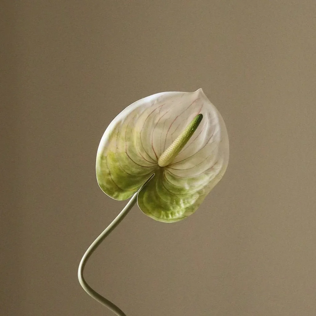 2_Light Green Anthurium Flower.jpg