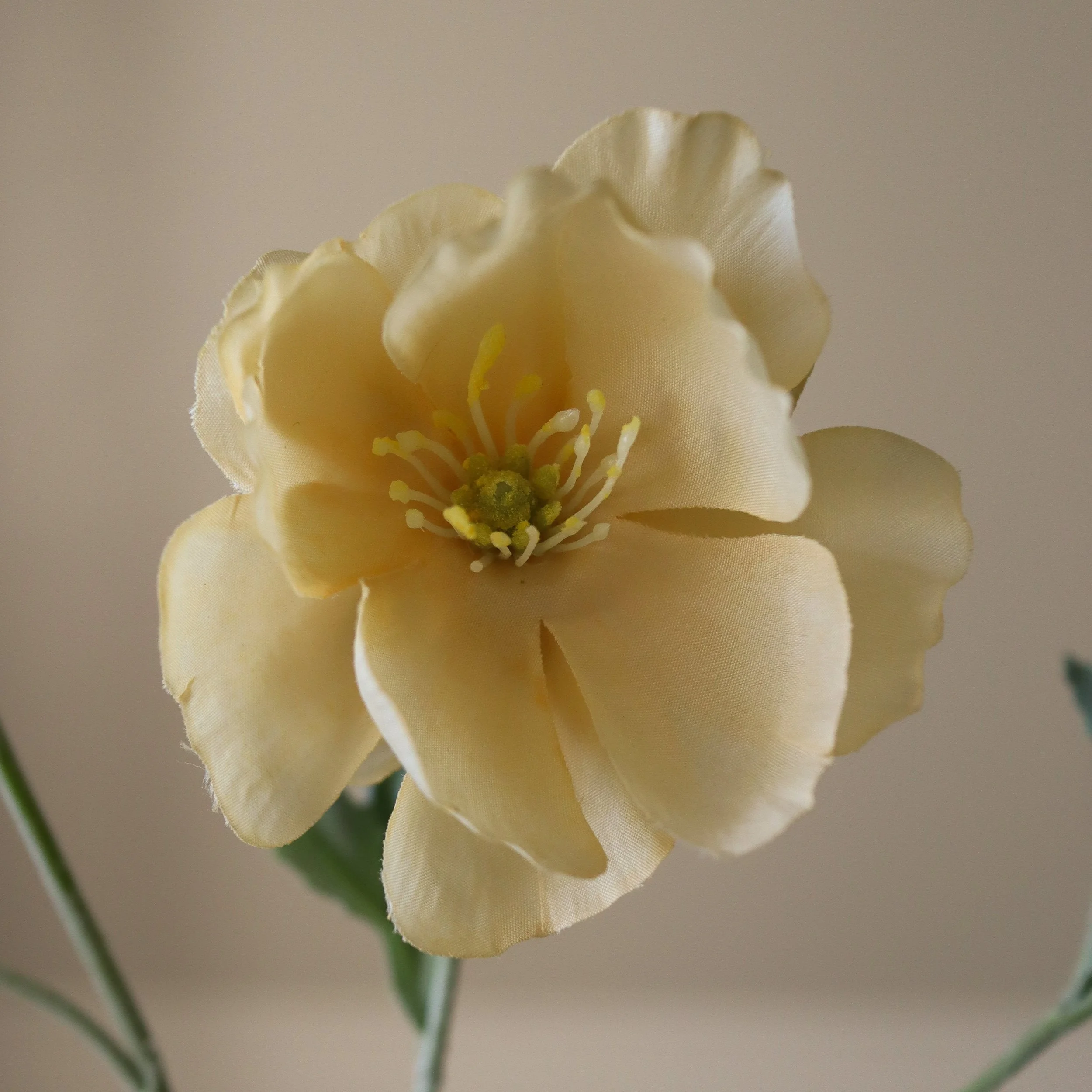 BOTANÉ Yellow Four Heads Poppy Flower_2.jpg
