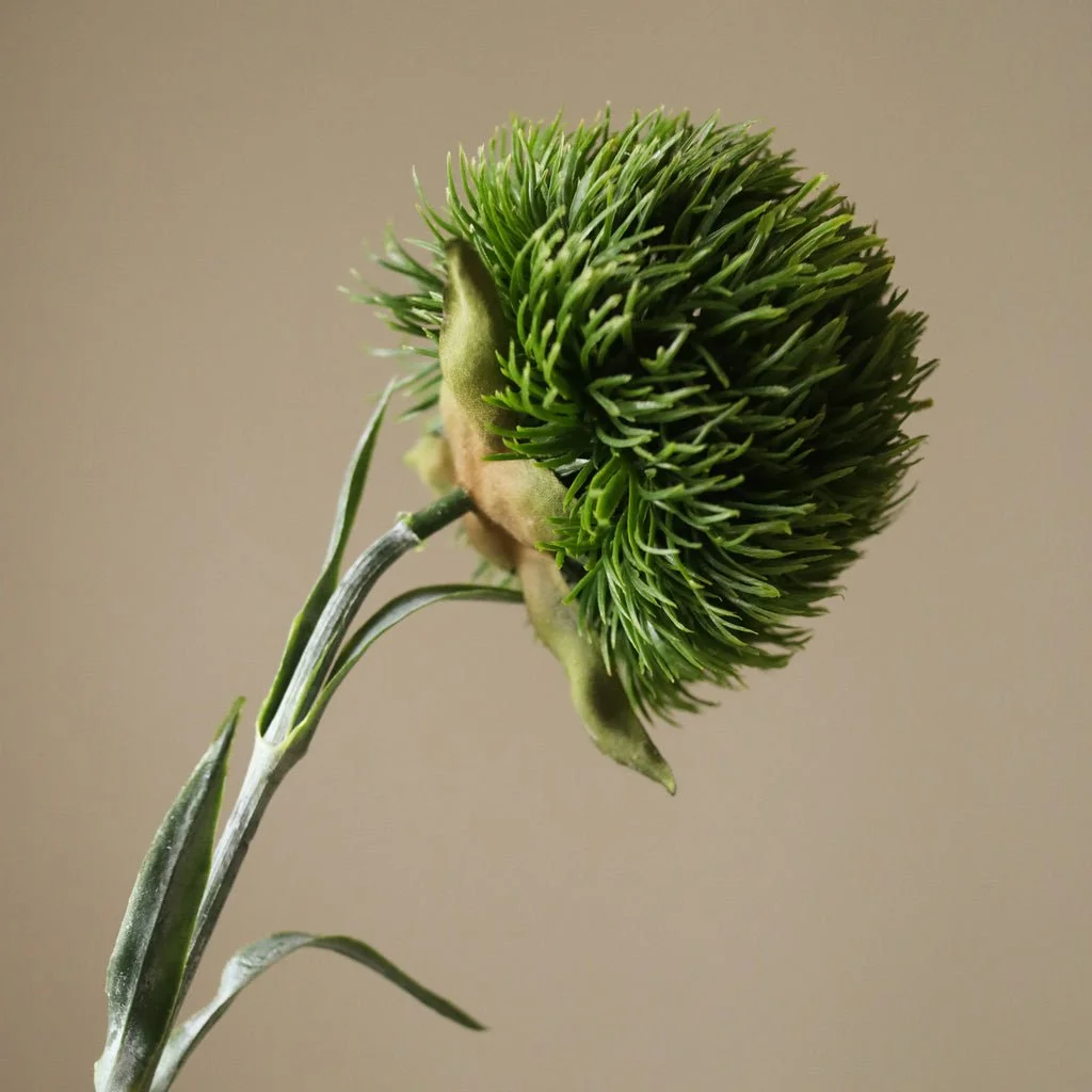 2_Dark Green Dianthus Barbatus .jpg