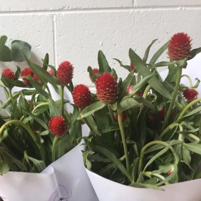 Strawberry Fields VIC $25 bunch