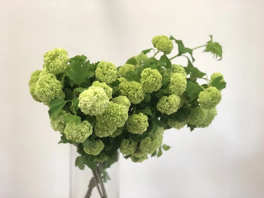 fresh spring guelder rose en masse in large glass vase, stunning for dressing a living room