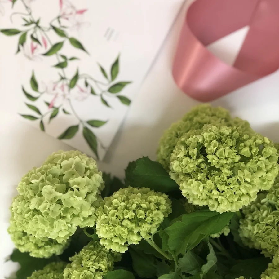 spring flower, lime green viburnum snowball with Darwin florist Beija Flor gift card.