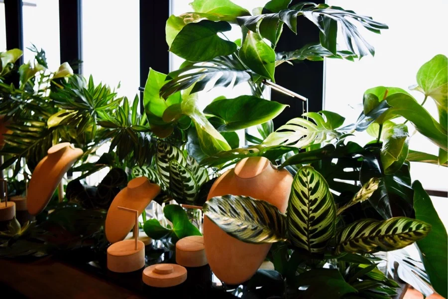 lush green foliage heralds in the start of the Darwin monsoon season