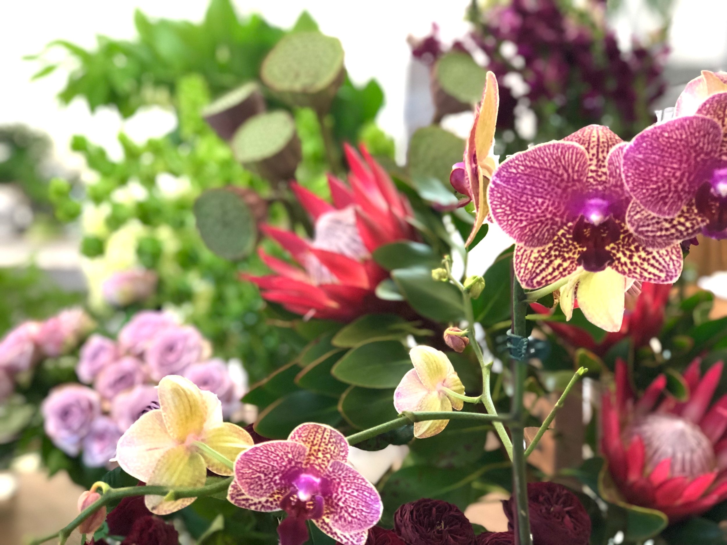 Beija Flor, store retail flower selection, fresh monsoon colour palette.