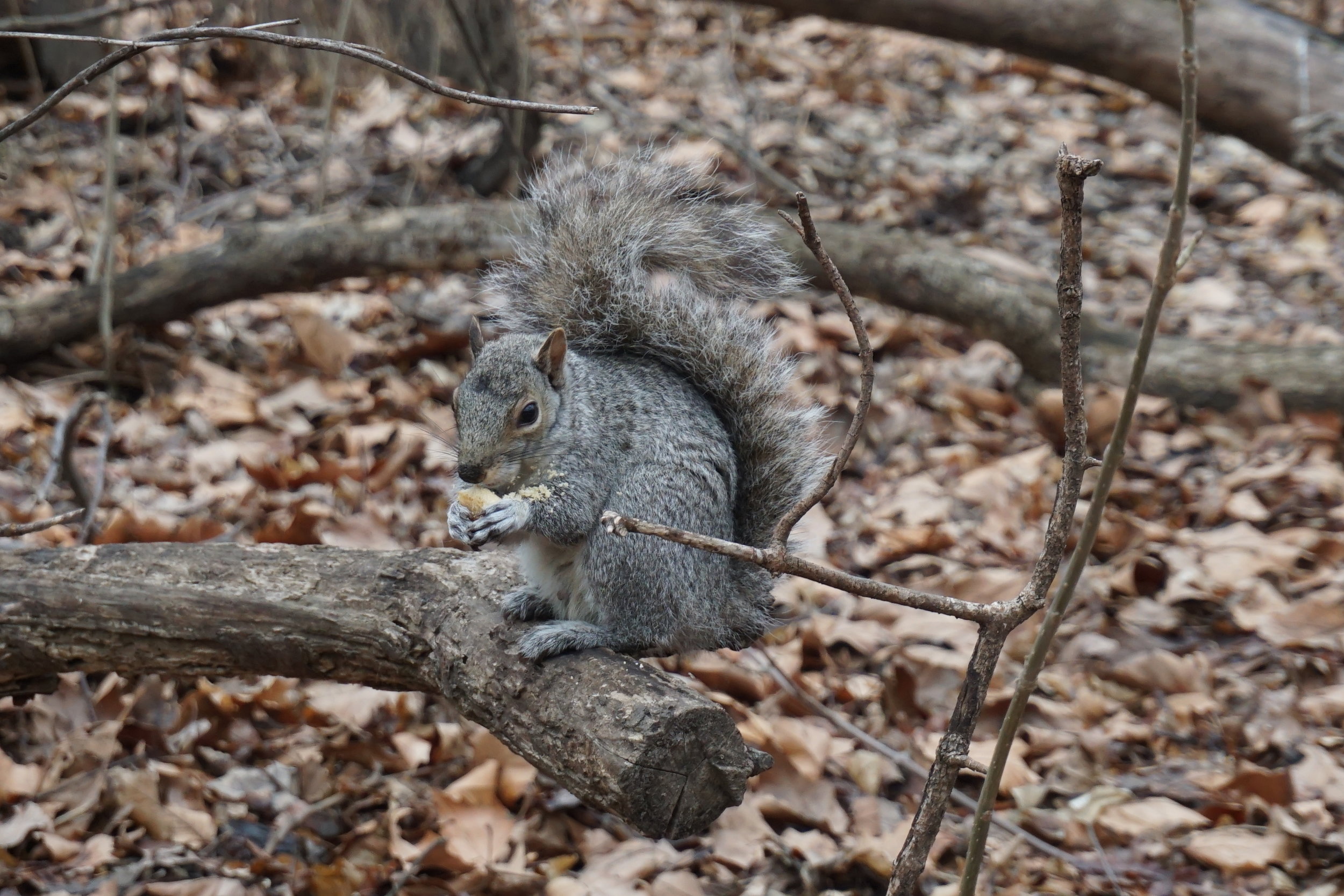 DSC06215.jpg