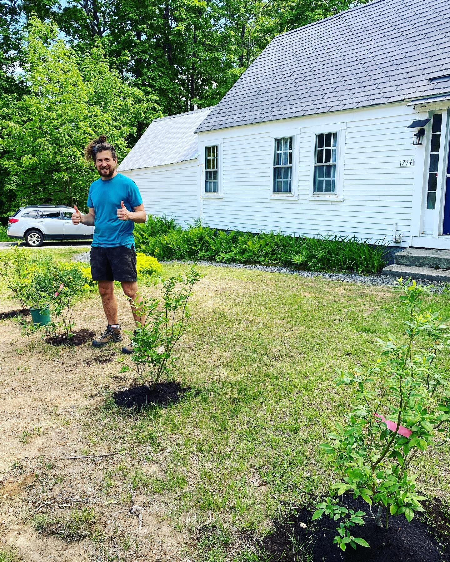 Blueberry bushes in the front yard! Scroll to see all the new plants growing in the back yard gardens! Loving this Maine life with my wife @madelaineje 
.
#homesteadish #maineliving #grateful