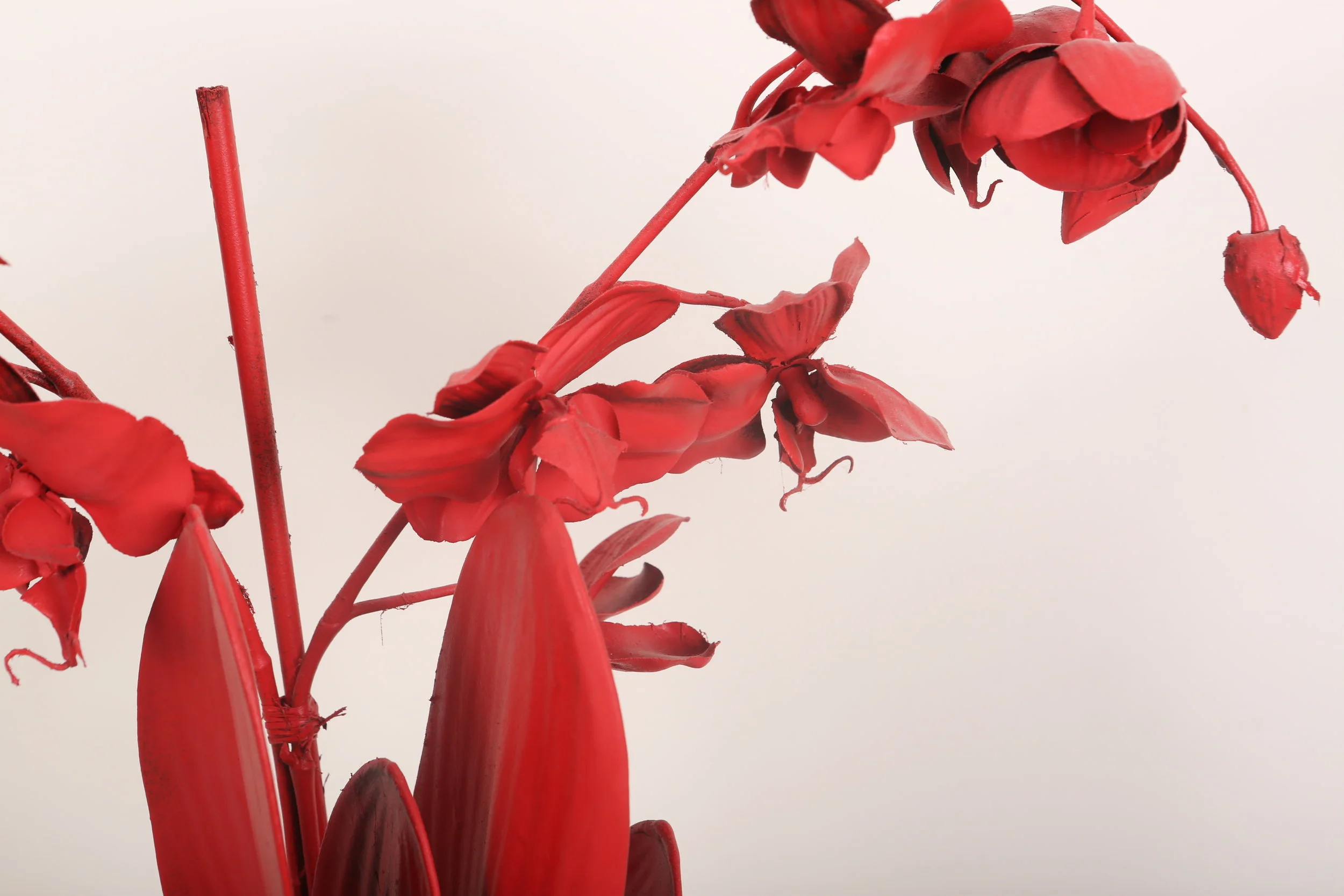 redorchid2.JPG