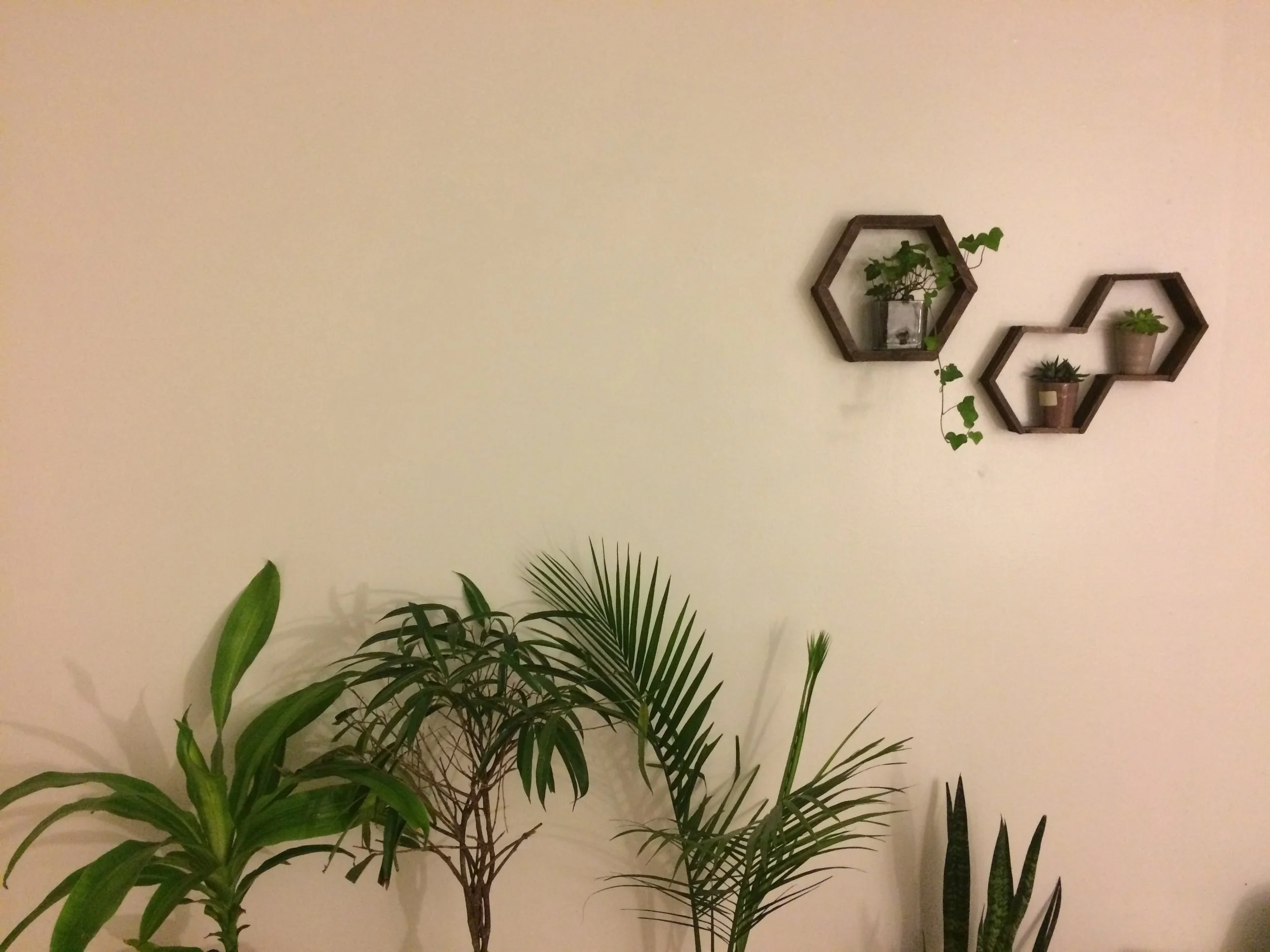 Crazy Plant Lady