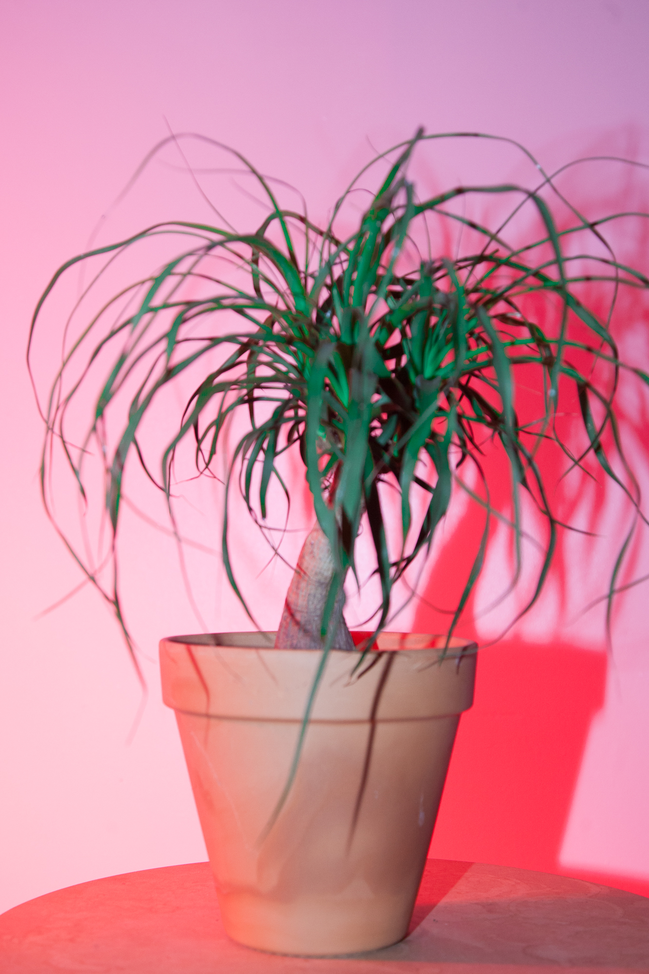 plants-4.jpg