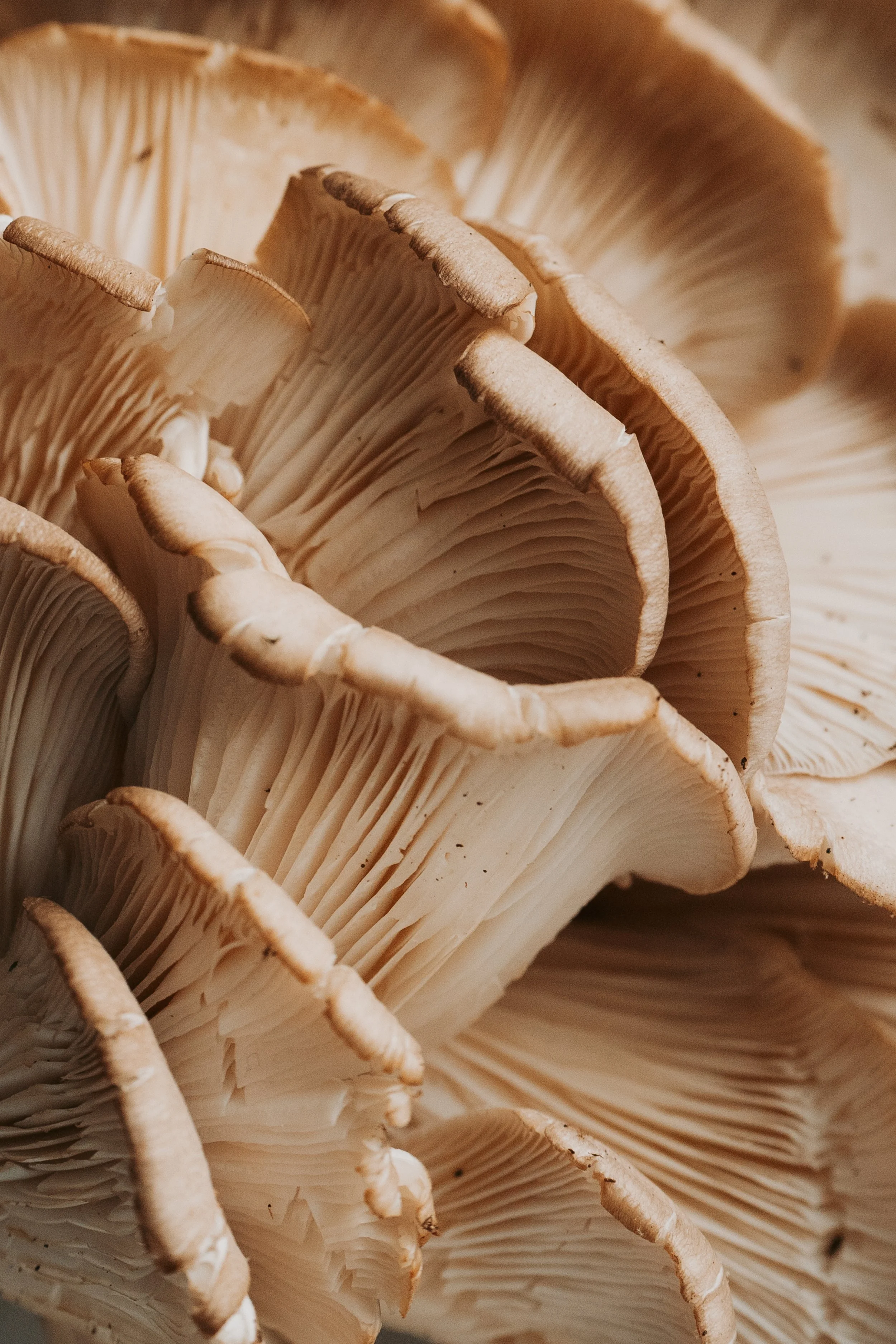 Food detail: Macro zoom of a fresh mushroom ingredient, highlighting the quality of the restaurant's culinary offerings.