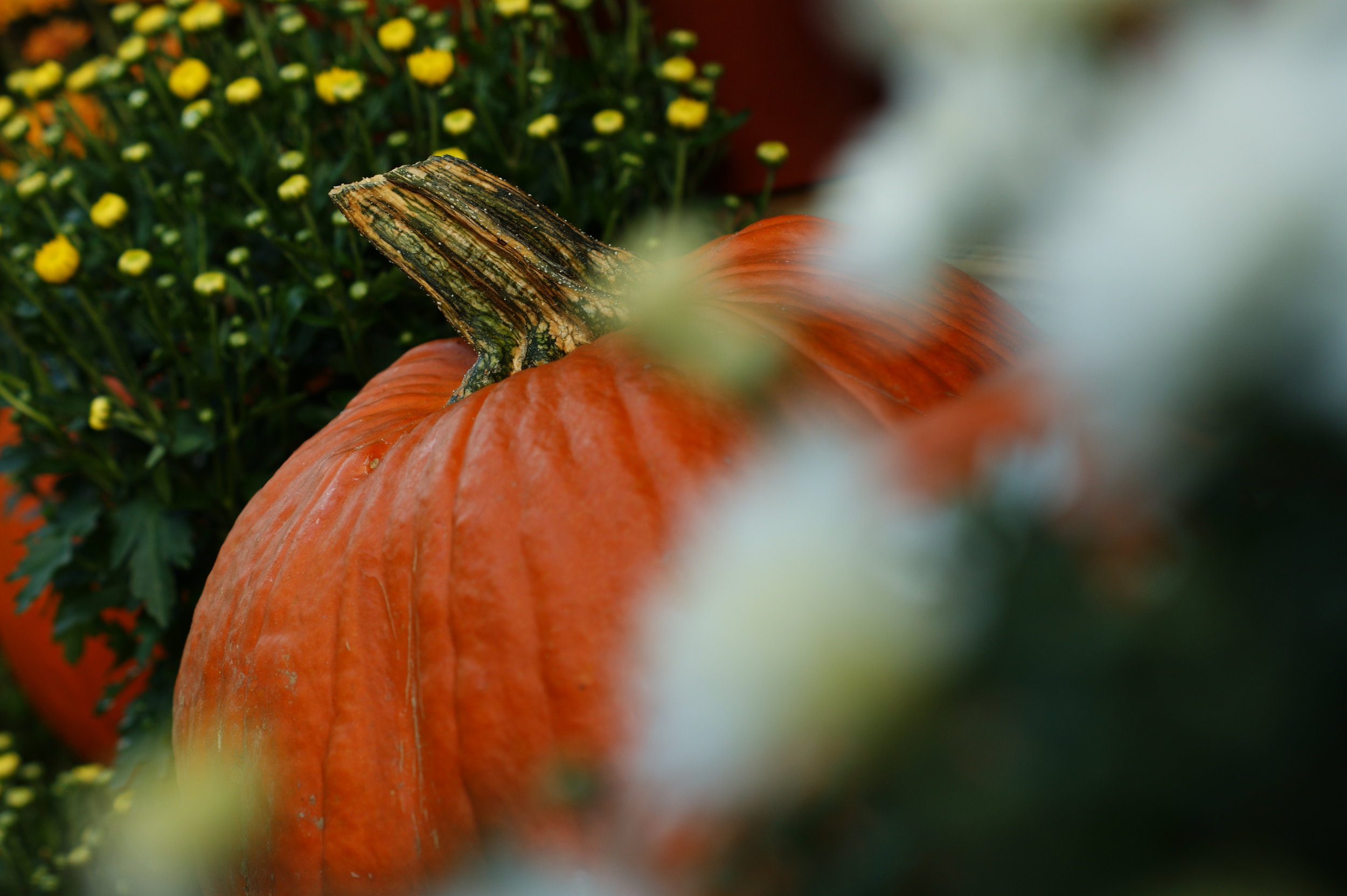 The Kinda Great Pumpkin